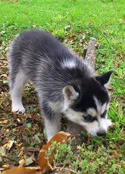 Husky puppy coat