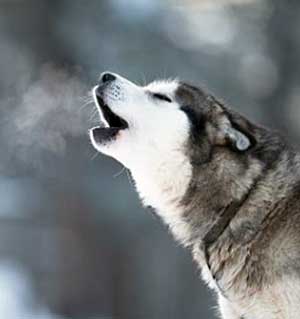 how to stop husky from howling