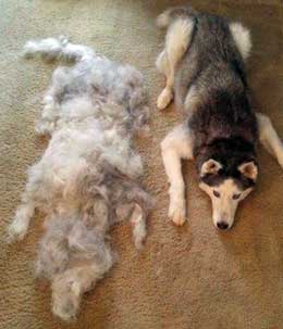 my husky hair is falling out