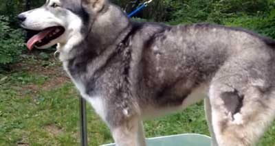 Do Huskies Shed Everything You Need To Know Husky Owner