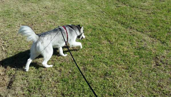 Walking a Husky