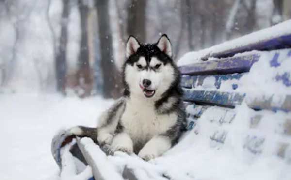 Can Huskies Stay Outside in the Cold 