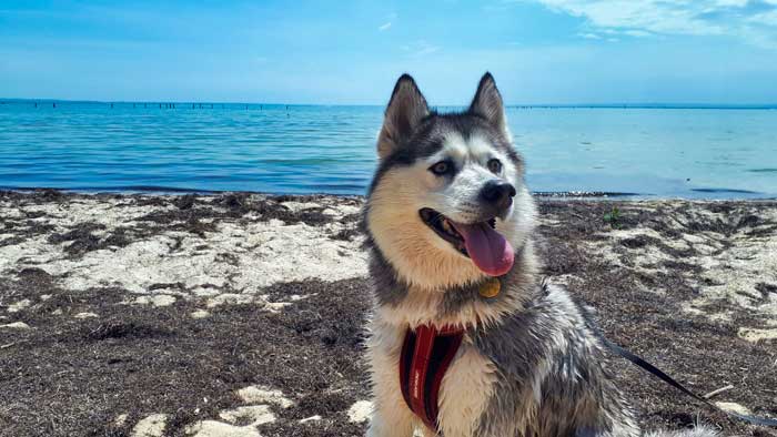Husky at a beach