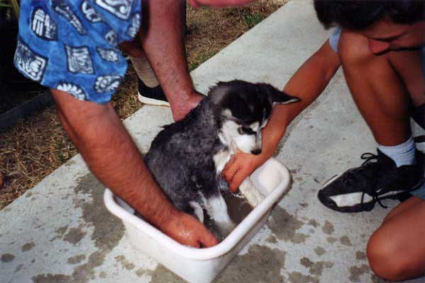 Husky puppy taking a bath