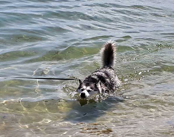 Husky swimming