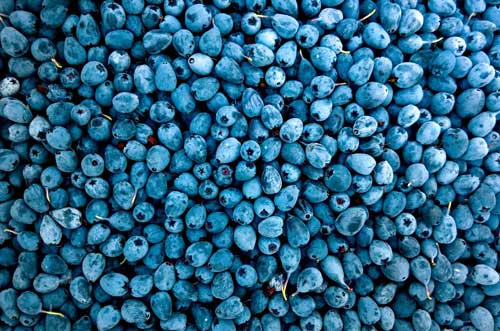 Can Huskies eat blueberries