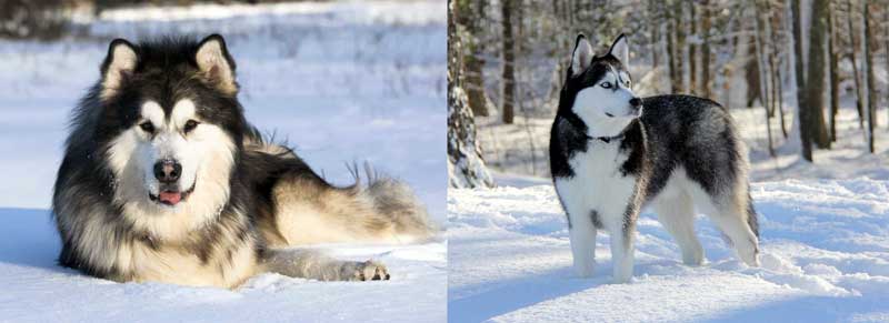 Husky vs Malamute size