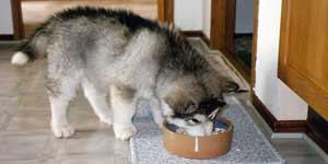 List of What Huskies Can Eat