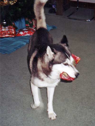 Husky with Christmas present