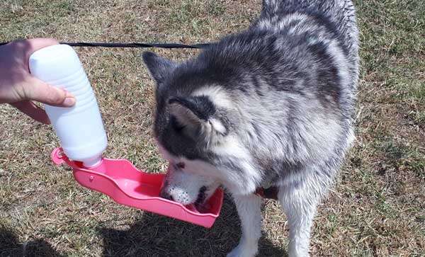 Husky drinking water bottle