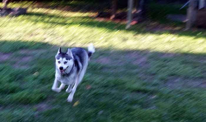 Husky running