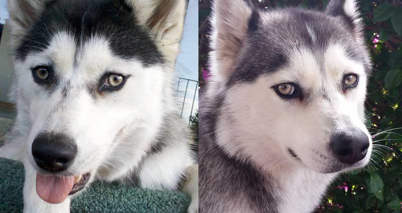 Husky eye color changing