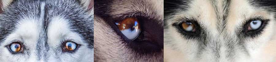 Parti-colored Husky eyes