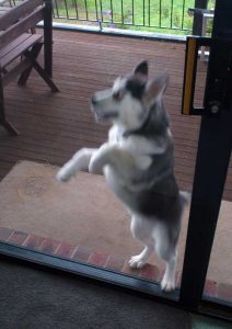 Husky jumping at door