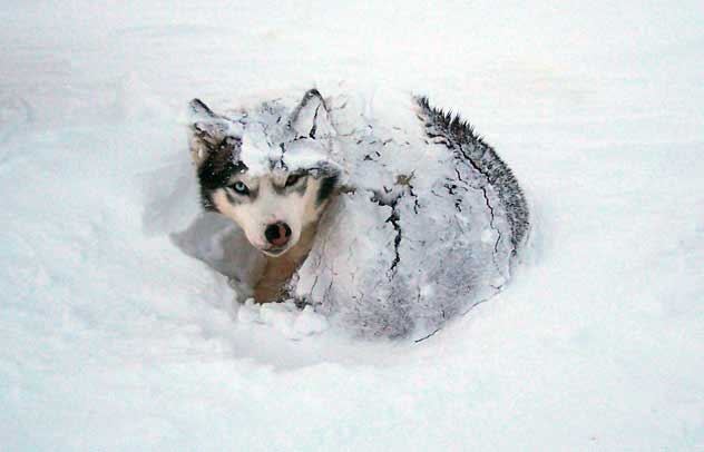 Husky sitting in hole in snow