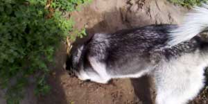 How to stop a Husky from digging holes