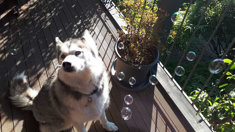 Husky playing with bubbles