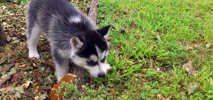 Husky eating grass or dirt