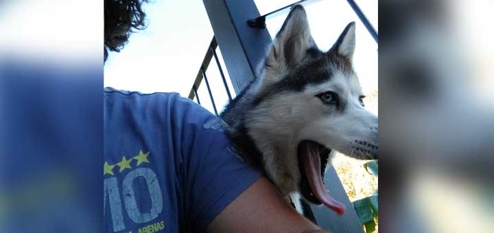 Husky yawning