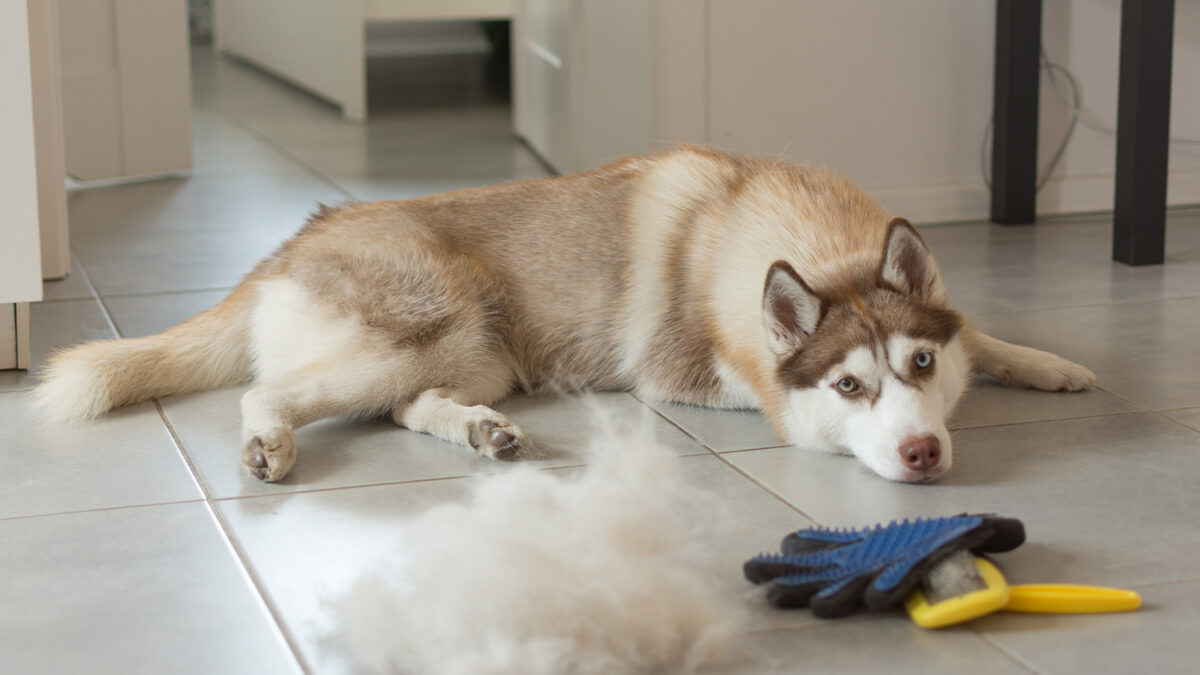 Do Huskies Shed? Everything You Need to Know