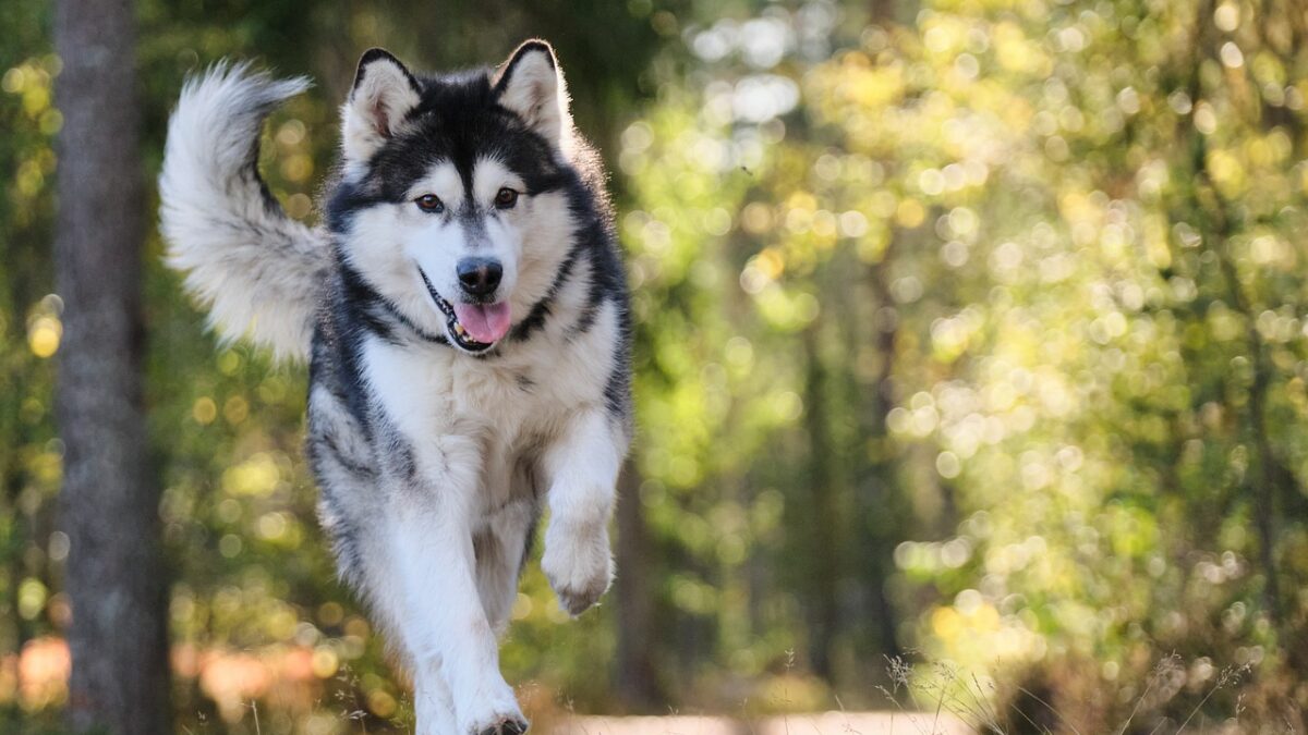 Top Husky Training Tips (Best Practices and Common Mistakes)