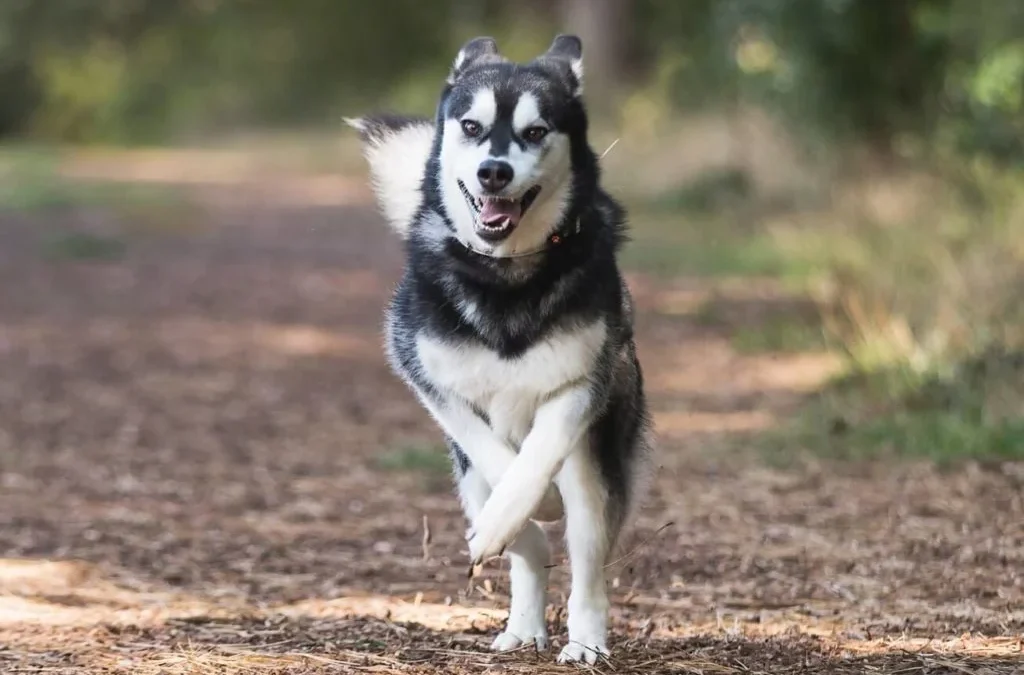 Husky Escape Artists: How to Stop a Husky Running Away