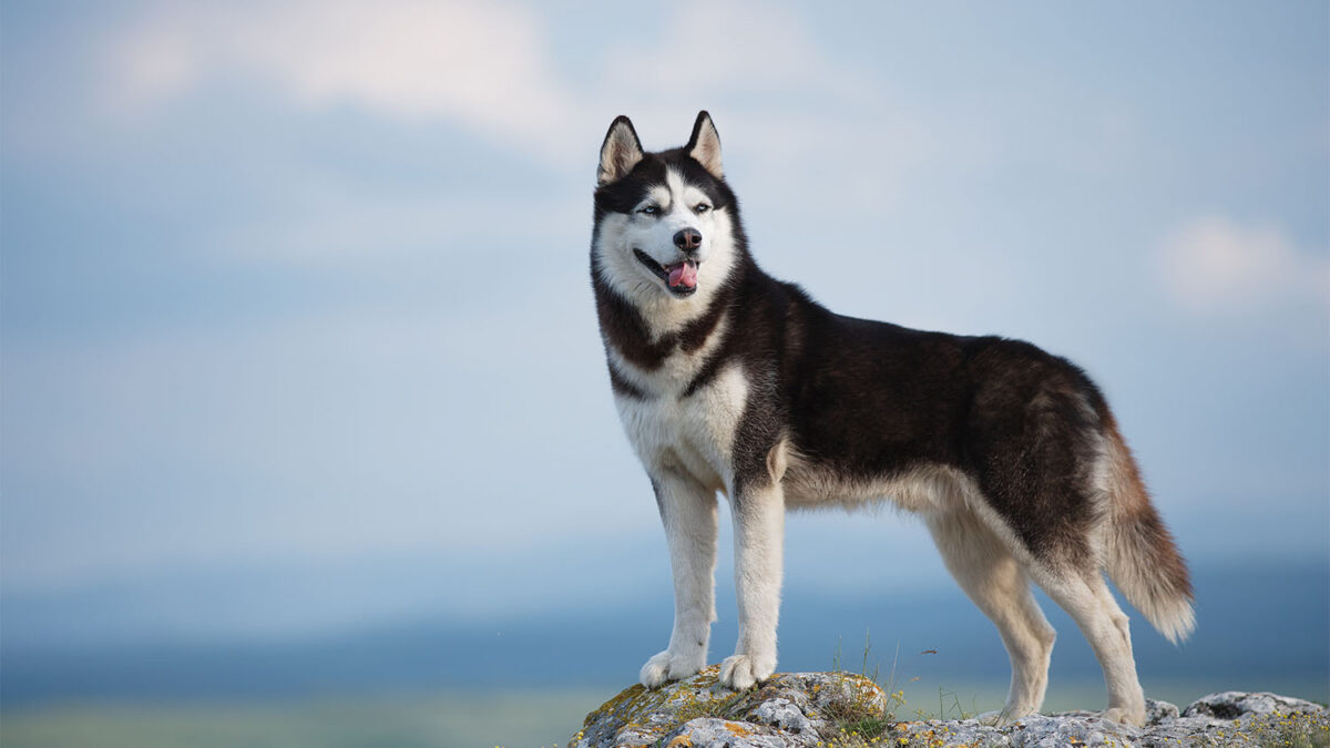 How Big Do Huskies Get? Everything You Need to Know