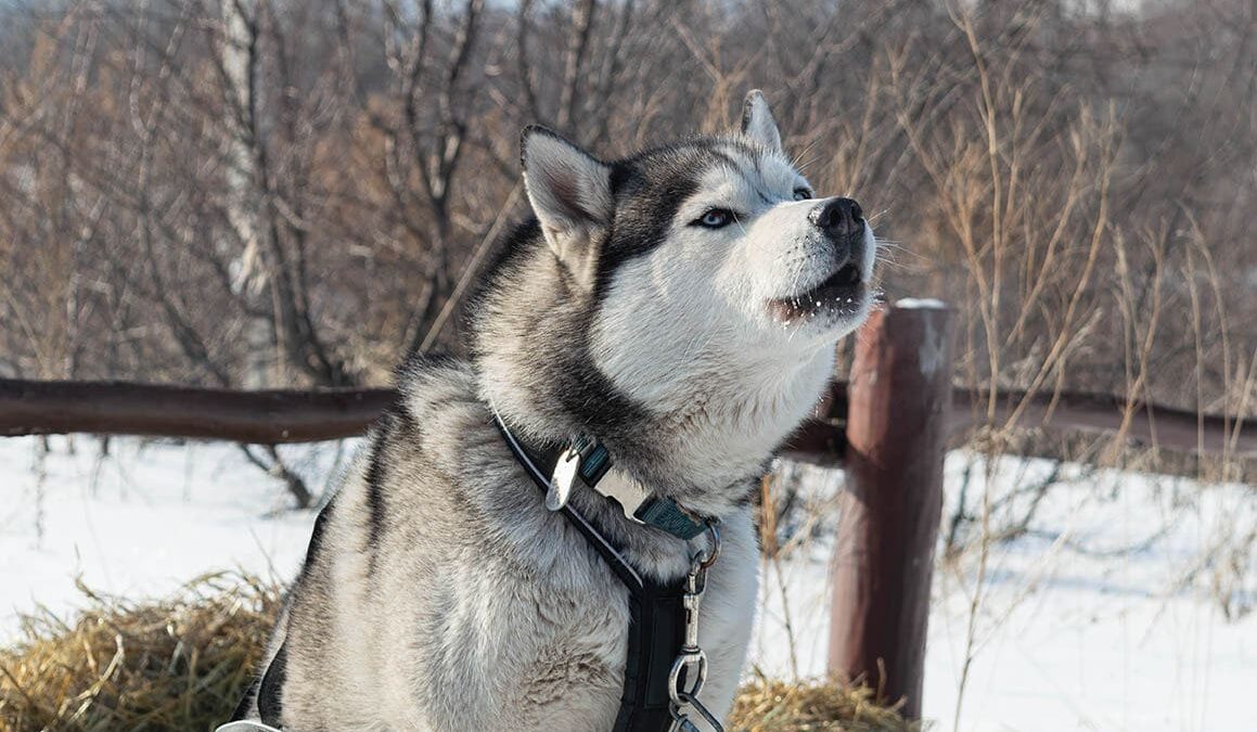 Do Huskies Bark? Find Out Why Huskies Are Different