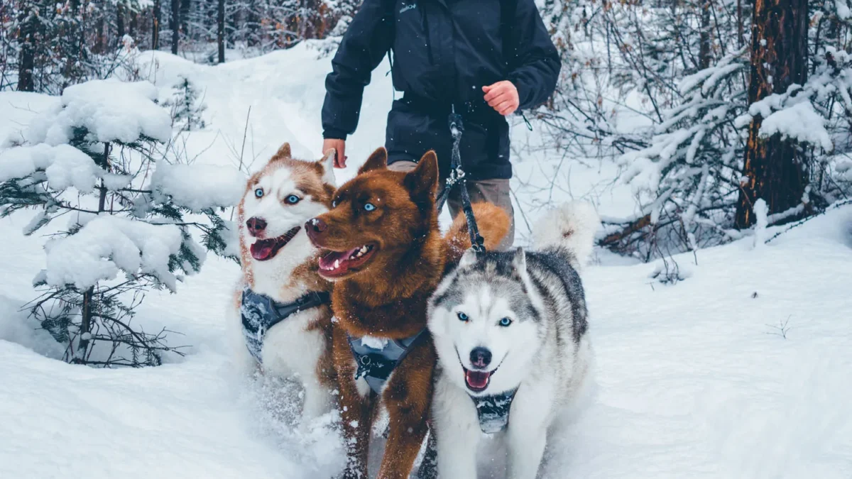 Can You Run With a Husky? Training, Gear, Tips