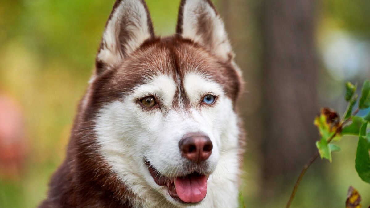 All About Husky Eye Colors