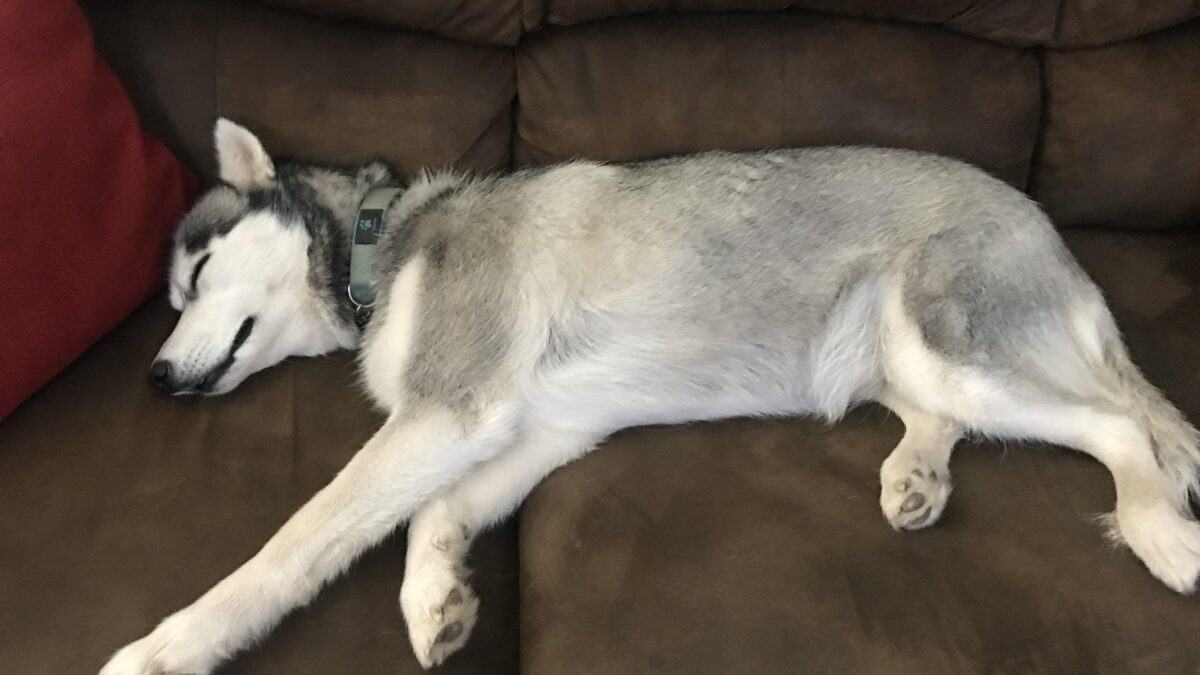 How Much Sleep Do Huskies Need?