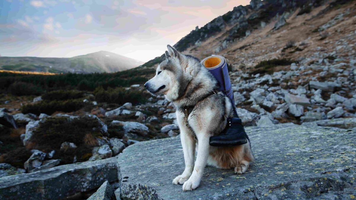 Recommended Gear for Huskies