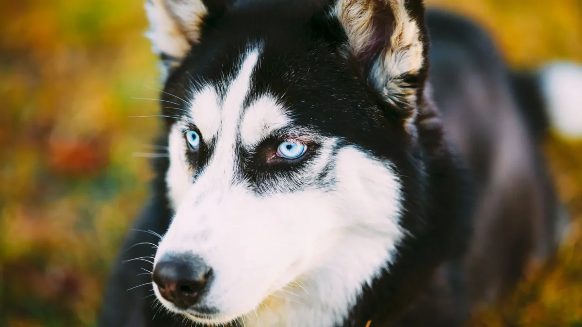 15 Things Only Husky Owners Will Understand