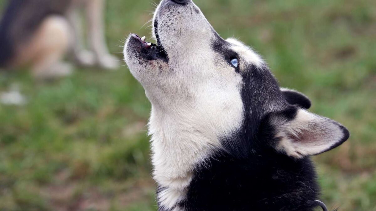 Why Do Huskies Howl?